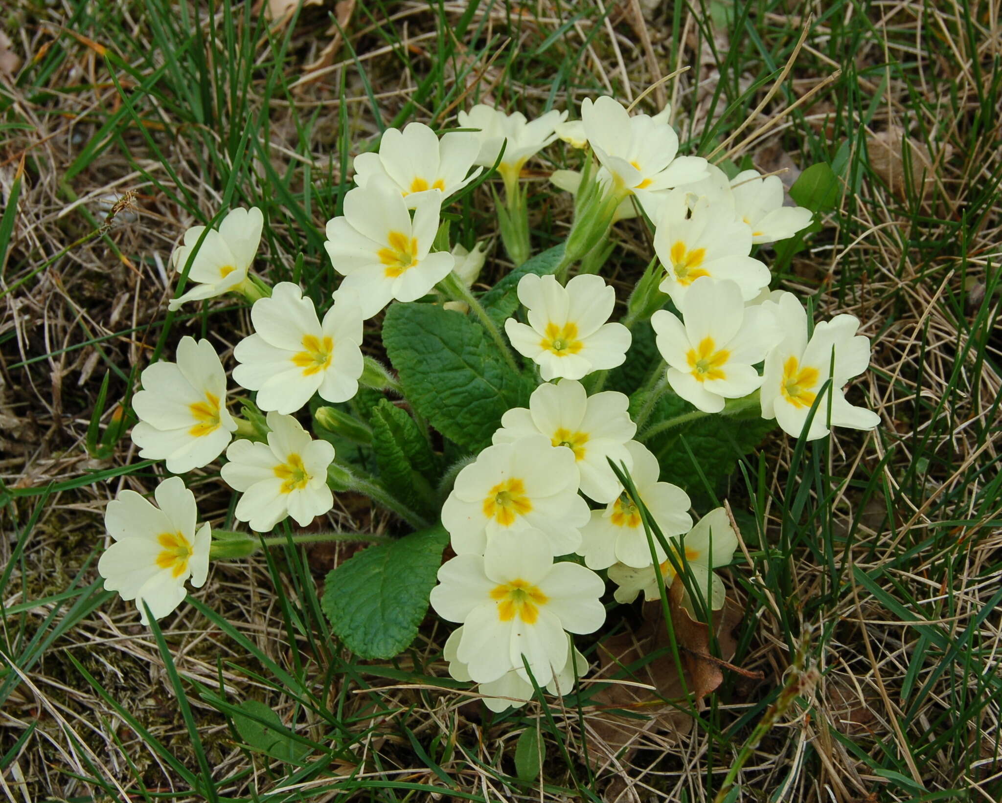 Image of Primrose