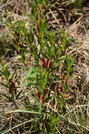 Acalypha caperonioides Baill. resmi