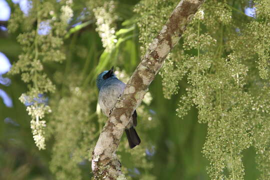 Image de Eumyias indigo indigo (Horsfield 1821)