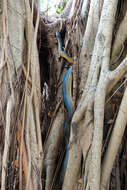 Image of Brown water python