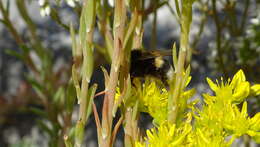 Image de Petrosedum orientale