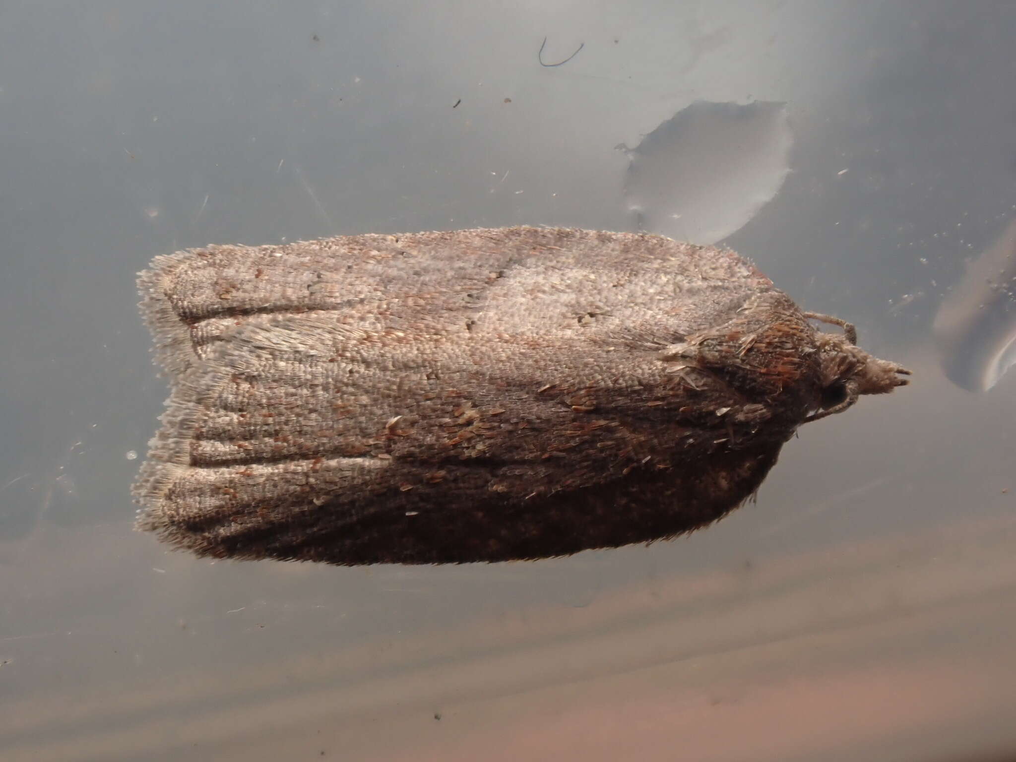 صورة Acleris sparsana Denis & Schiffermüller 1776