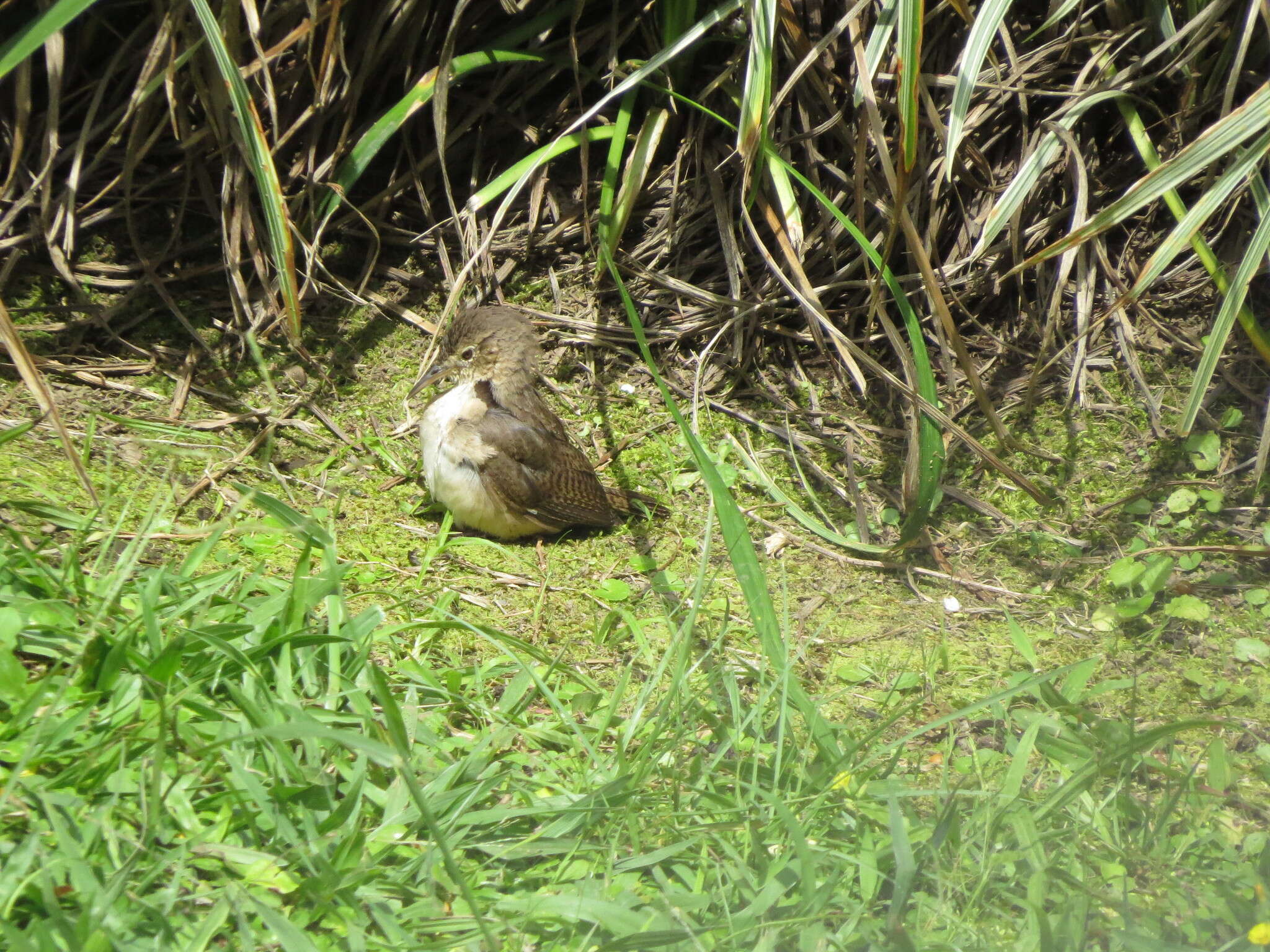 Слика од Troglodytes aedon striatulus (Lafresnaye 1845)