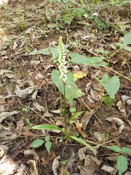 Image of Marsh lady's tresses