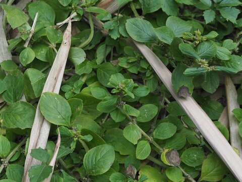 Image of winged false buttonweed