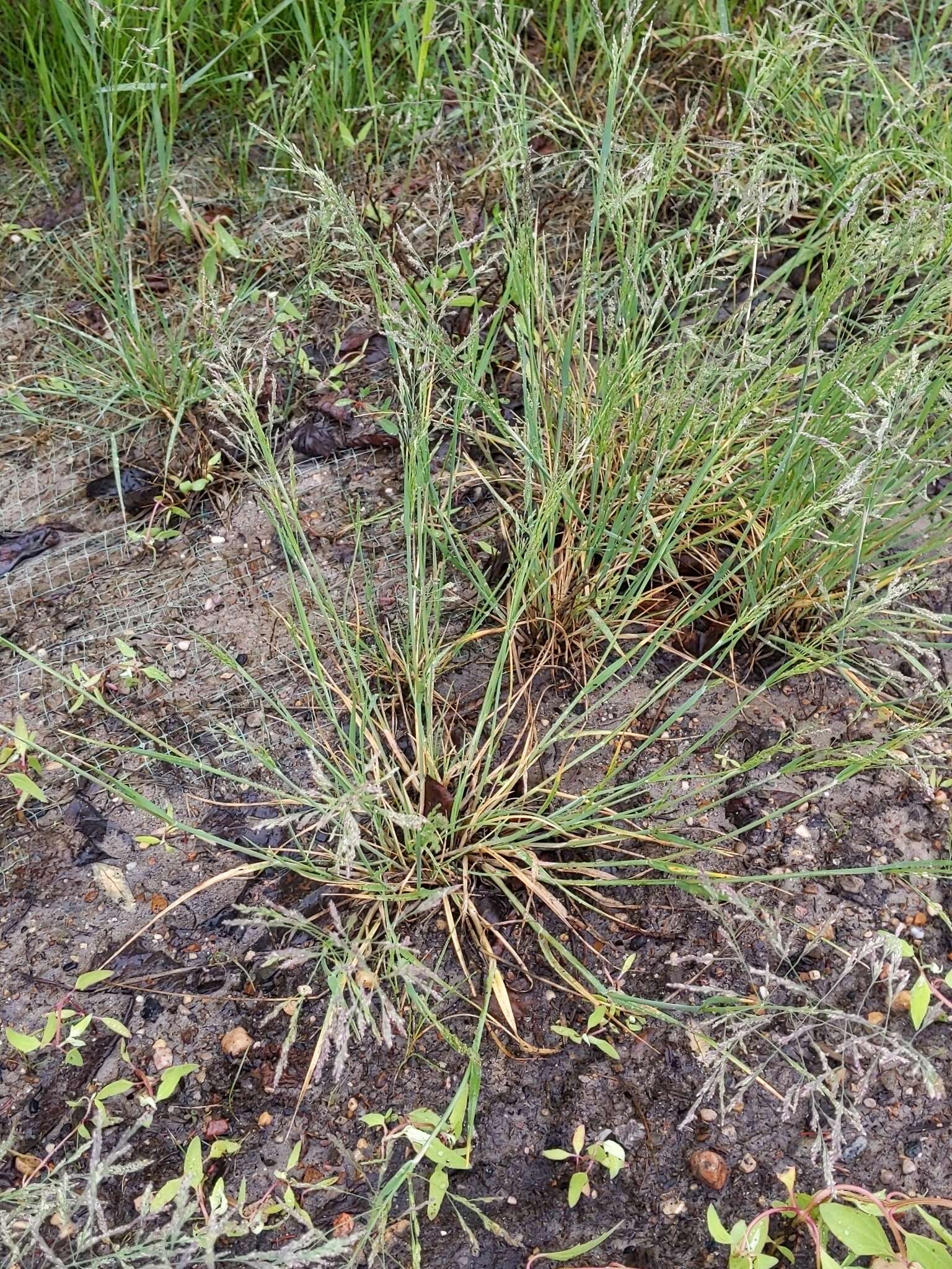 Plancia ëd Puccinellia nuttalliana (Schult.) Hitchc.