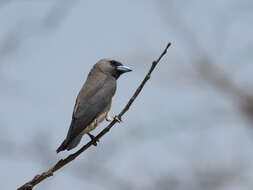 Image of Ashy Wood Swallow