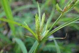 Imagem de Cyperus compressus L.