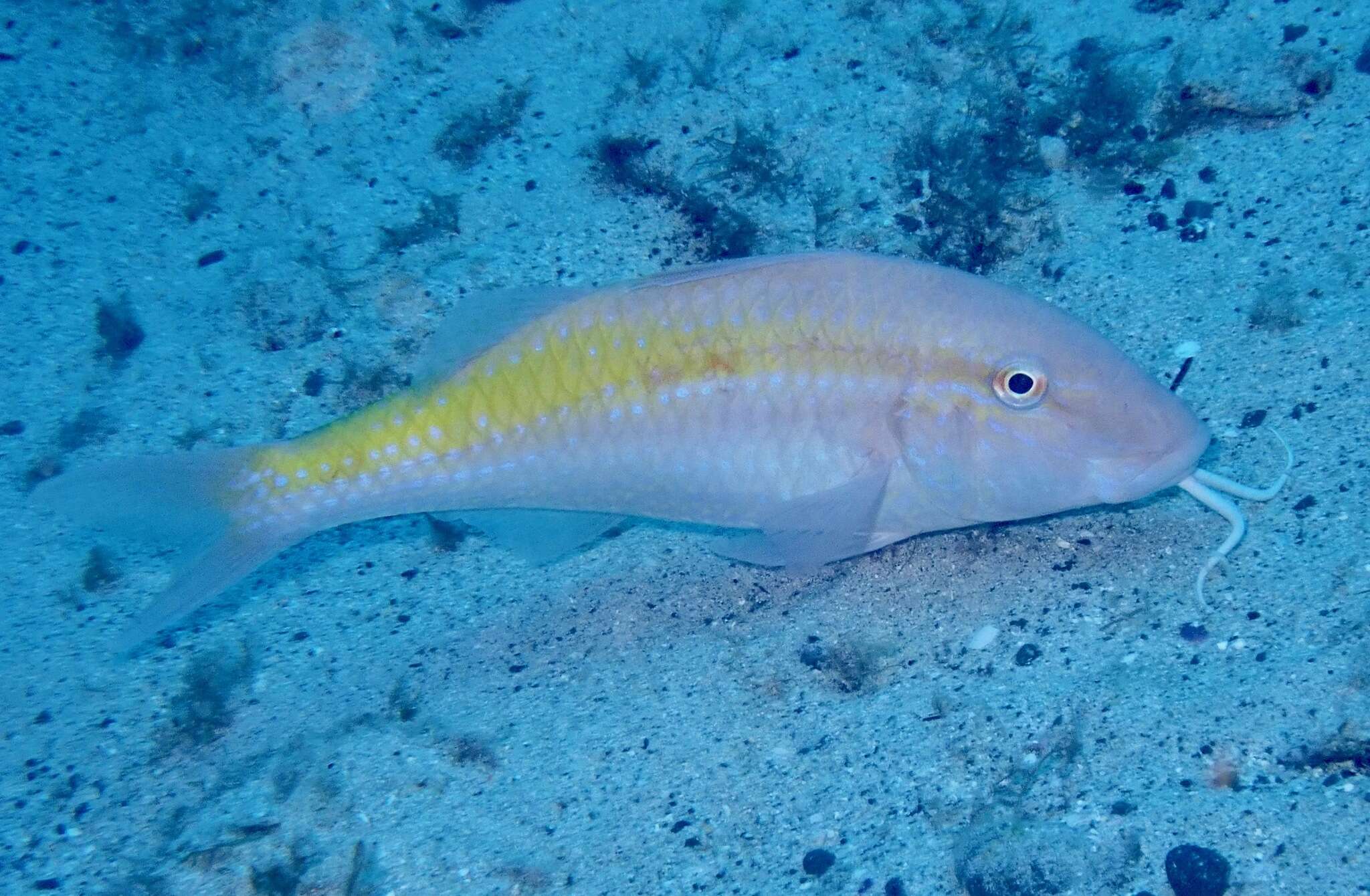 Image of Cinnabar goatfish