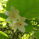 Image of Styrax platanifolius subsp. mollis P. W. Fritsch