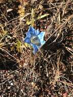 صورة Gentiana ornata (Wall. ex G. Don) Griseb.