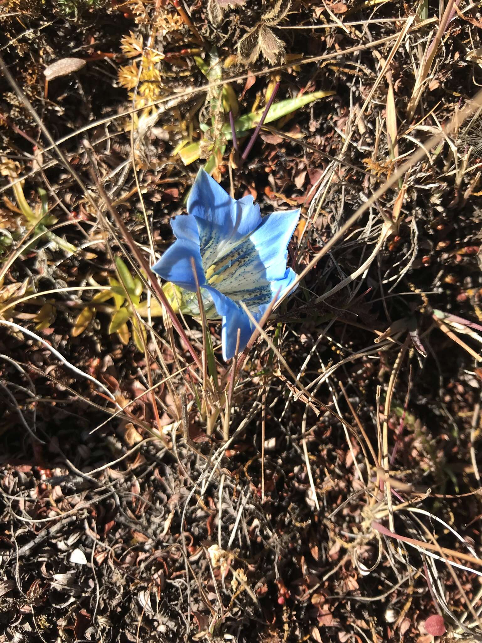 Imagem de Gentiana ornata (Wall. ex G. Don) Griseb.