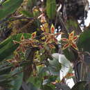 Image of Oncidium mirandum (Rchb. fil.) M. W. Chase & N. H. Williams