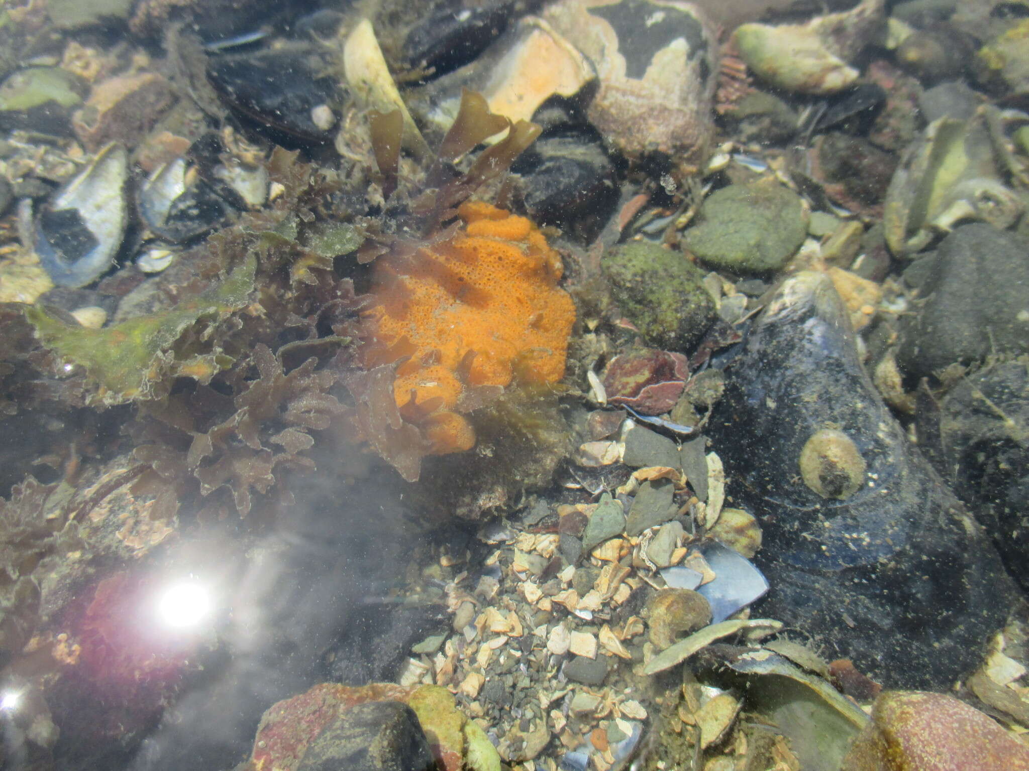 Image of Colonial tunicate