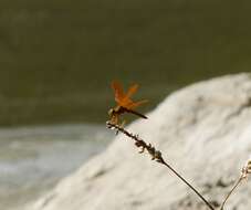 Image of Mexican Amberwing