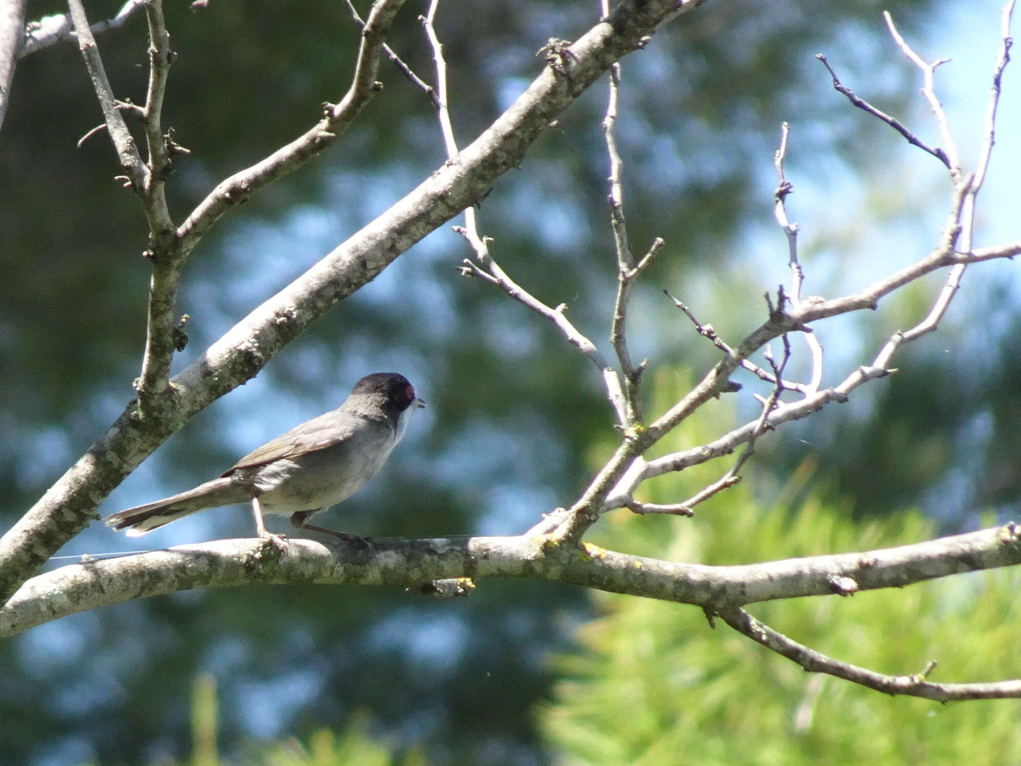 Curruca melanocephala (Gmelin & JF 1789)的圖片