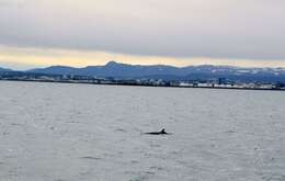 Image of Common Minke Whale