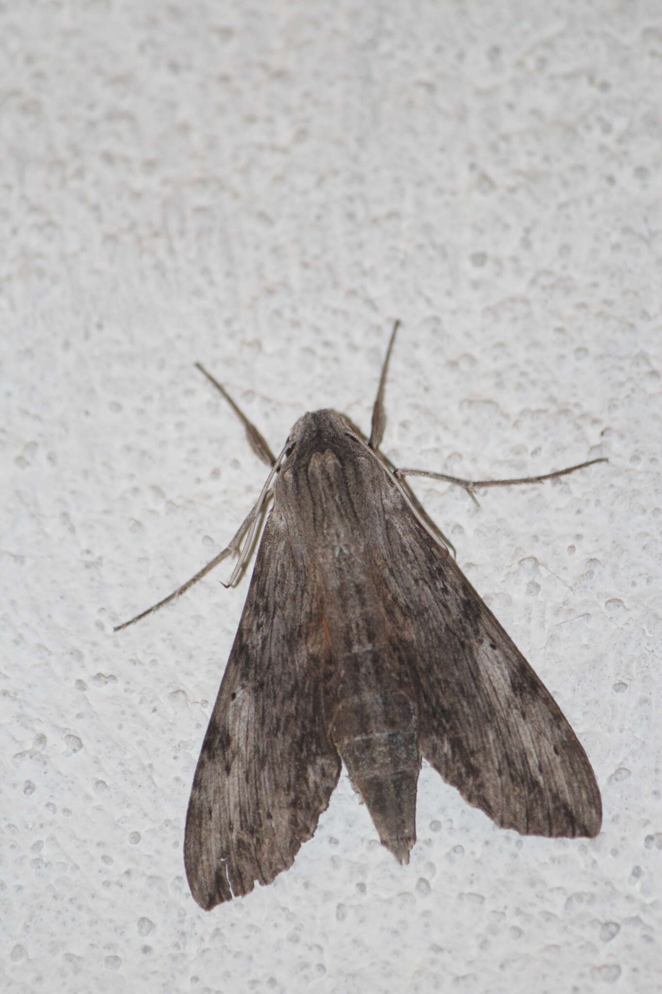 Image of Oleander sphinx moth