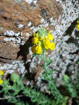 Image of Linaria saxatilis (L.) Chaz.