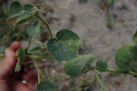 Image of Pavonia senegalensis (Cav.) Leistn.