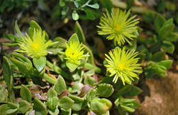 Image of Mesembryanthemum haeckelianum Berger