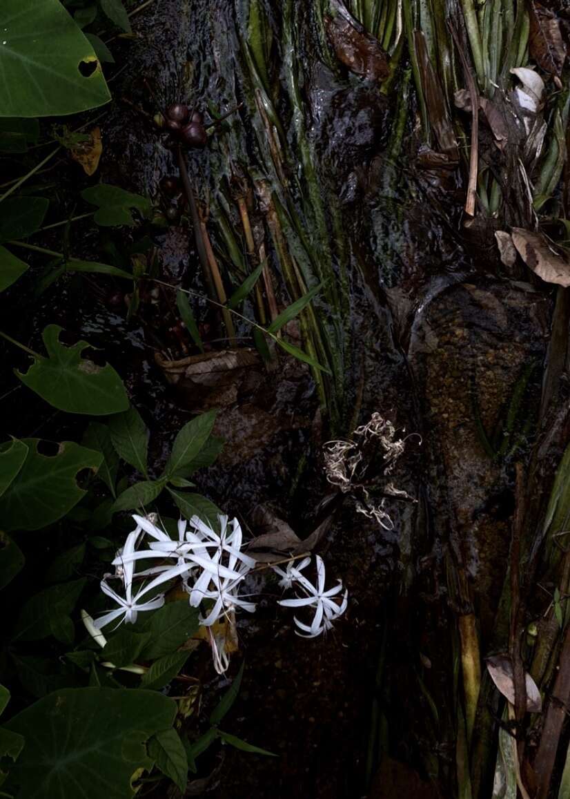 Image de Crinum thaianum J. Schulze