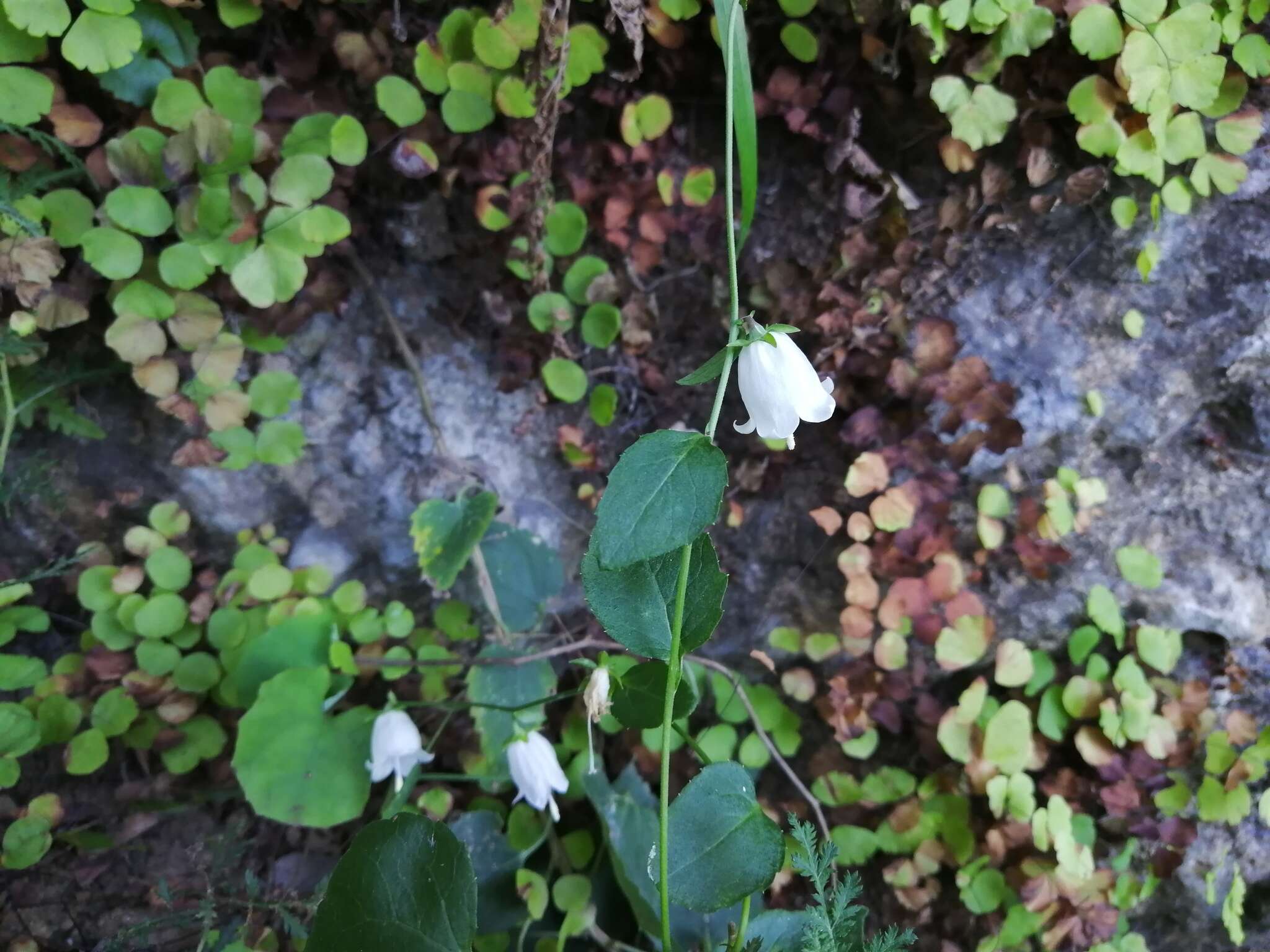 Image of Adiantum capillus-junonis Rupr.