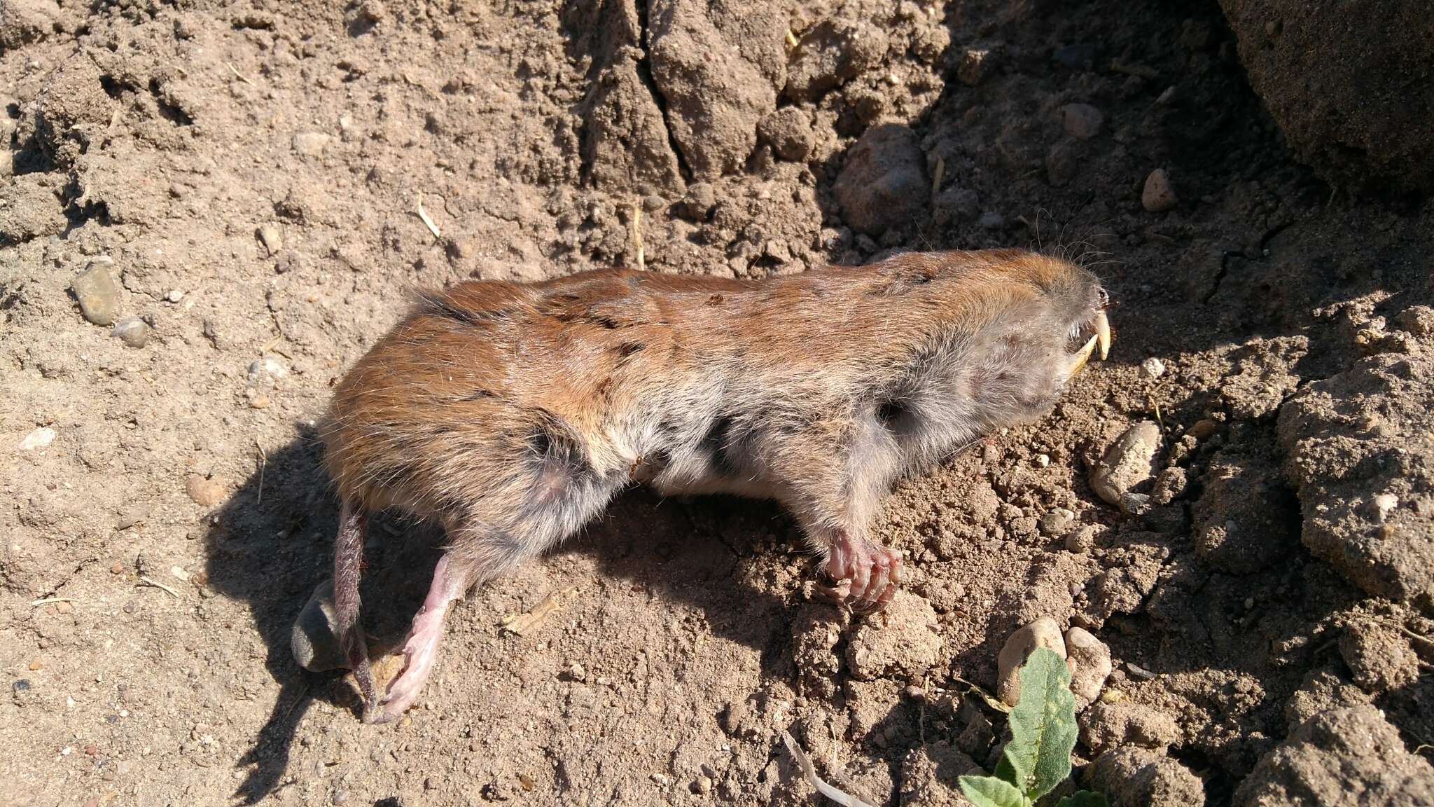 Image of Yellow-faced Pocket Gopher