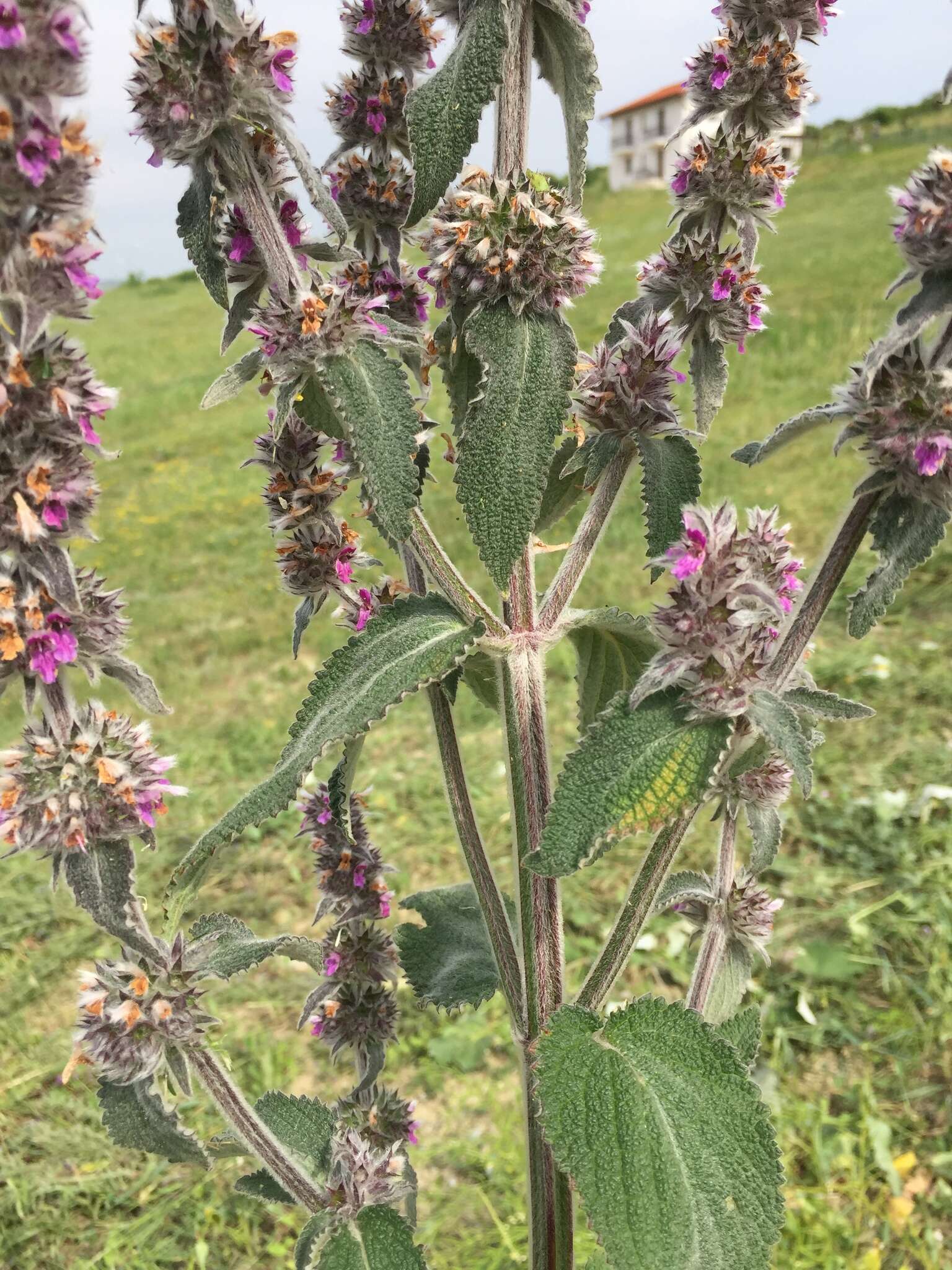 Image of Downy woundwort