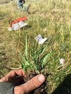 Image of <i>Agoseris <i>glauca</i></i> var. glauca