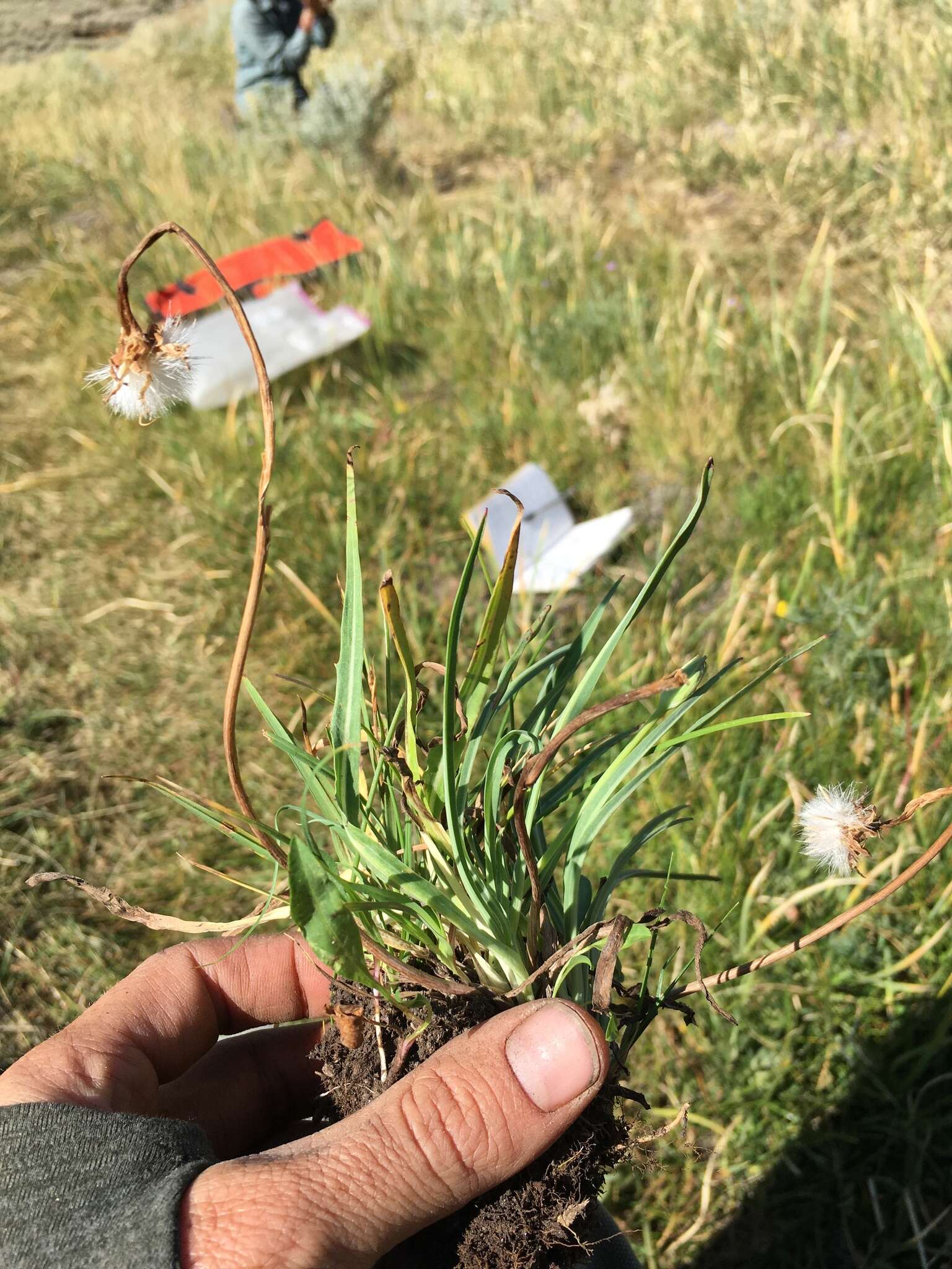 صورة <i>Agoseris <i>glauca</i></i> var. glauca