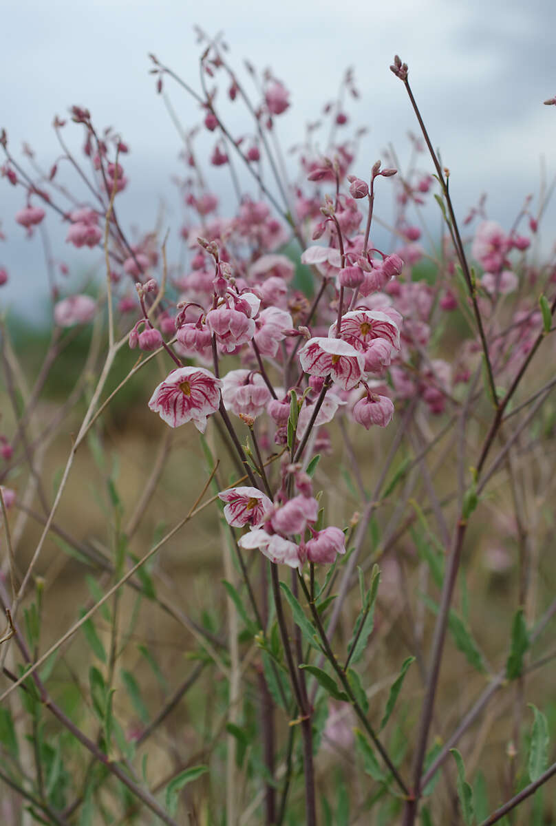 Poacynum pictum (Schrenk) Baillon的圖片