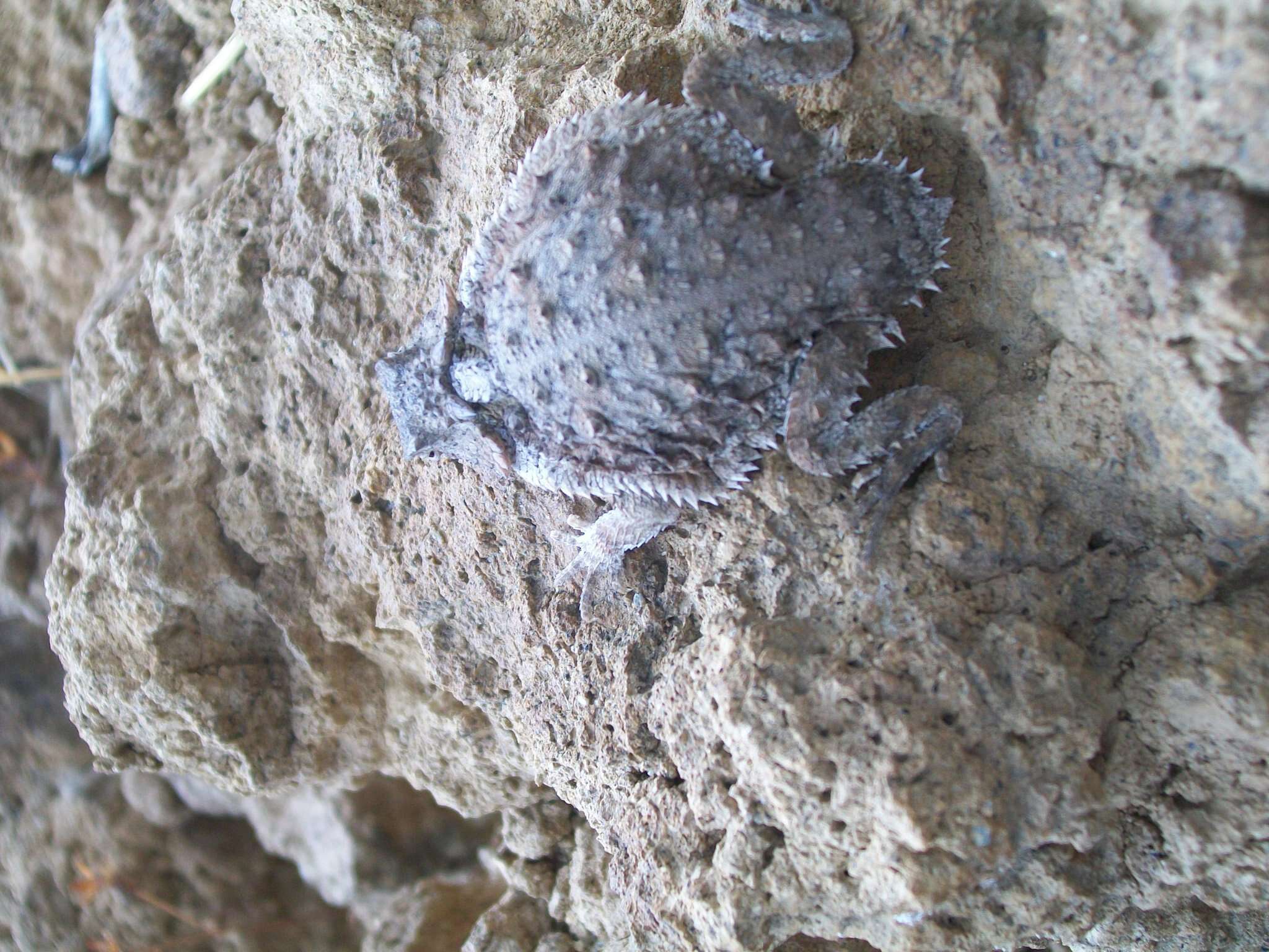 Image of Short-tailed horned lizard