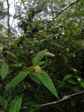 Image of Croton conspurcatus Schltdl.