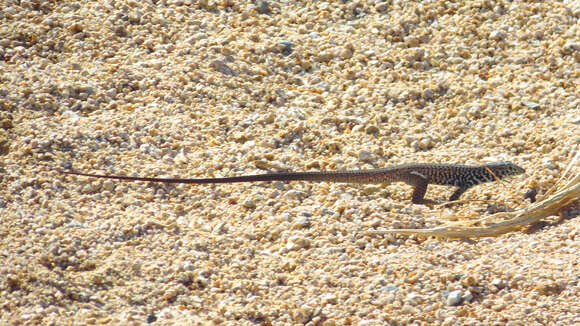 Sivun Aspidoscelis tigris tigris (Baird & Girard 1852) kuva