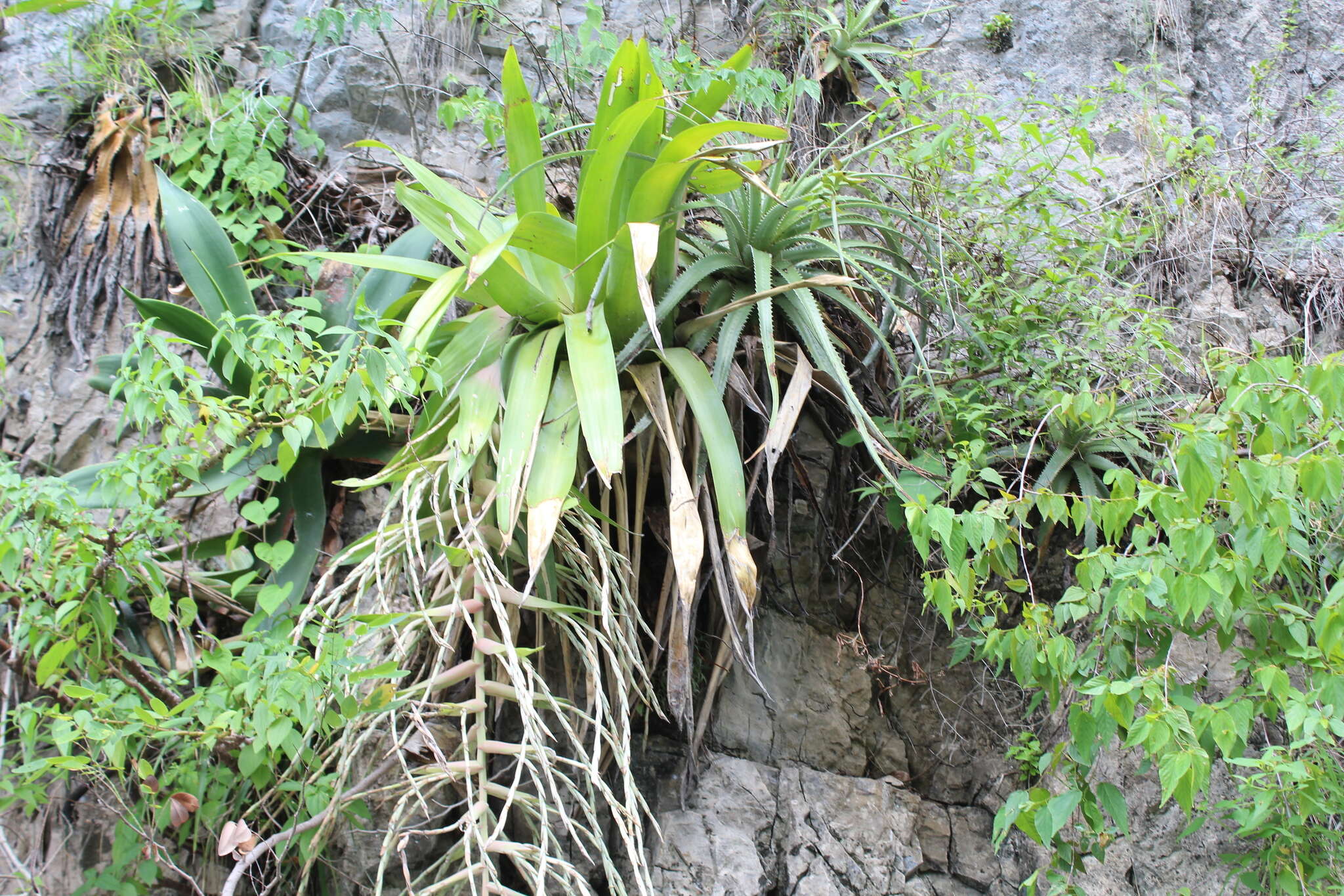 Image of Tillandsia juerg-rutschmannii Rauh