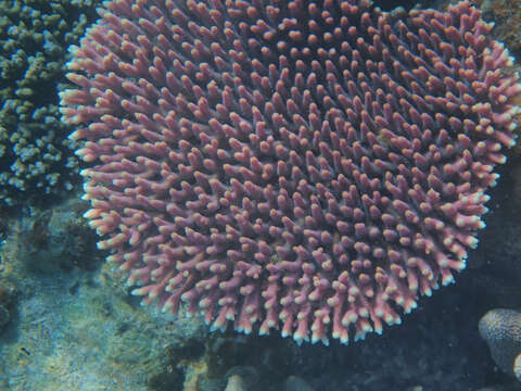 Image of Staghorn coral