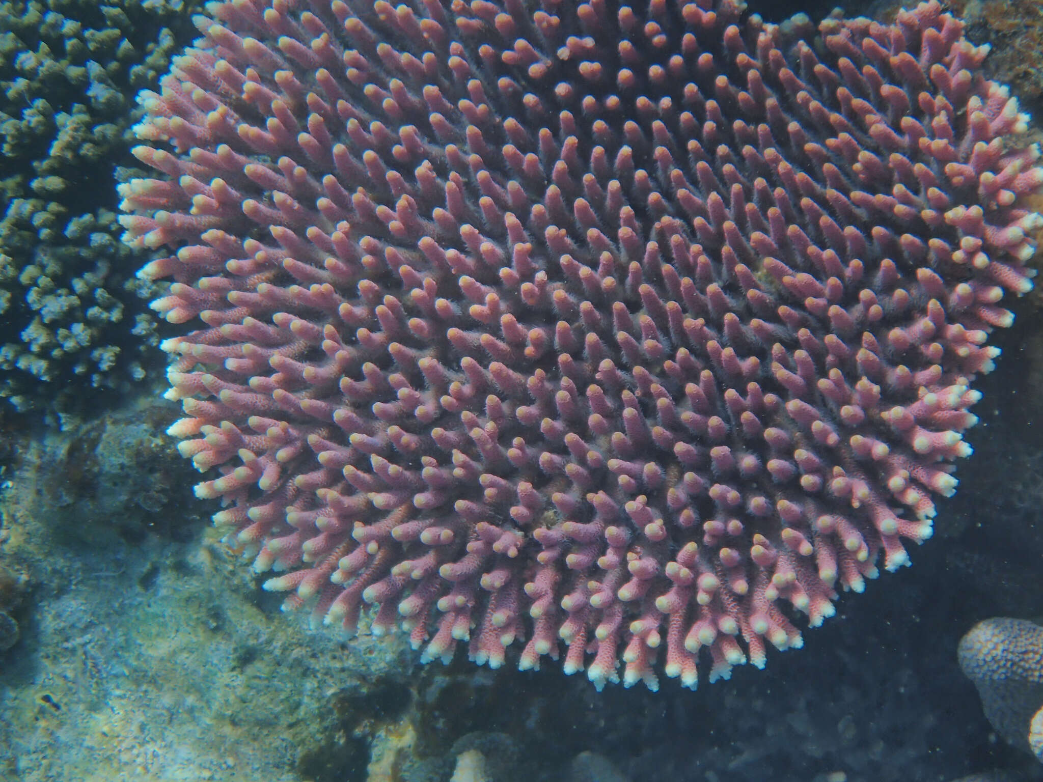 Image de Acropora millepora (Ehrenberg 1834)