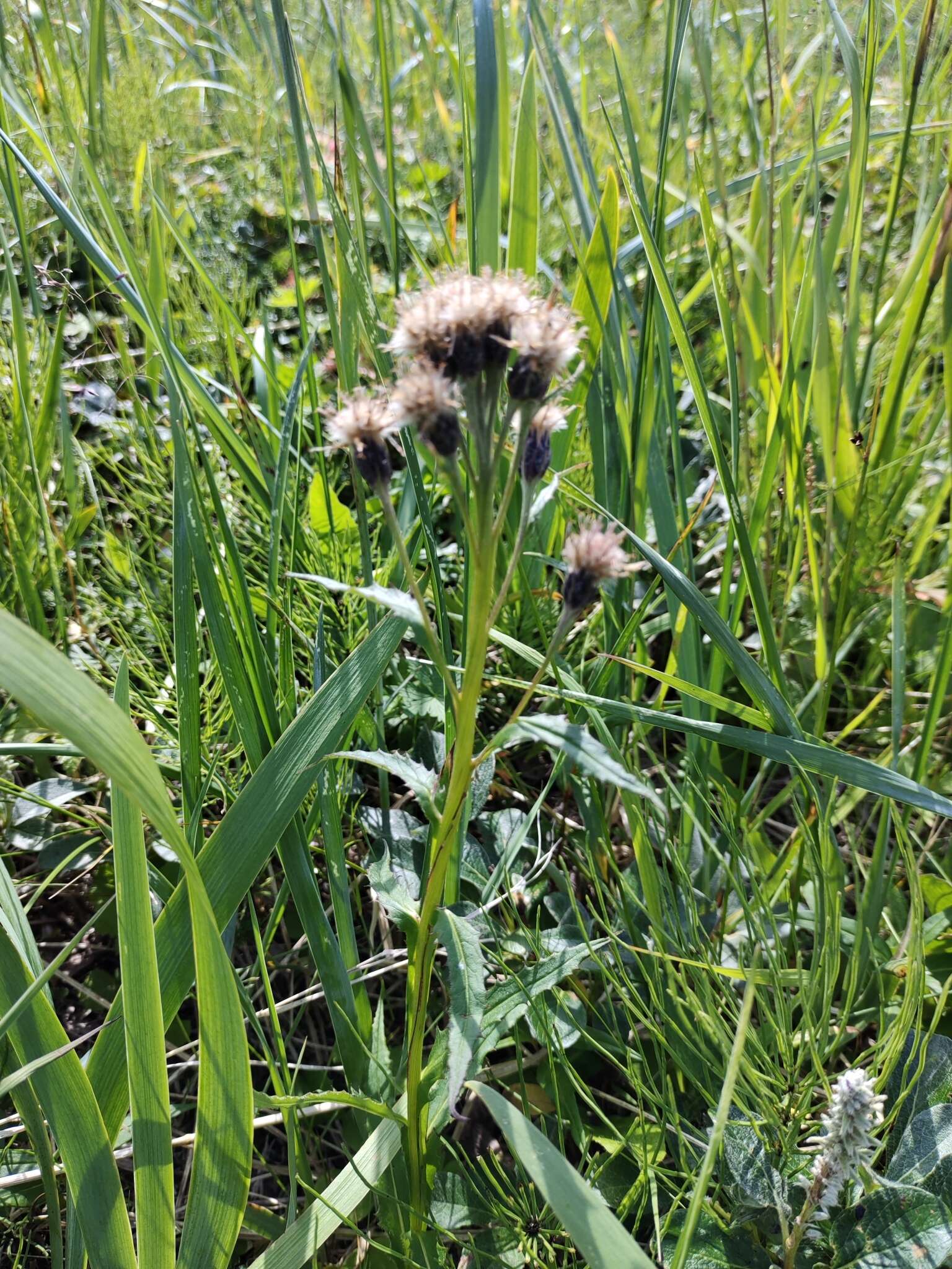 Image of Saussurea nuda var. oxyodonta (Hult.) Worosch.