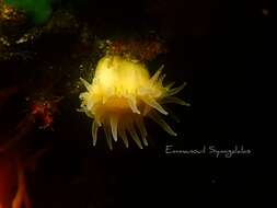 Image of Sunset cup coral