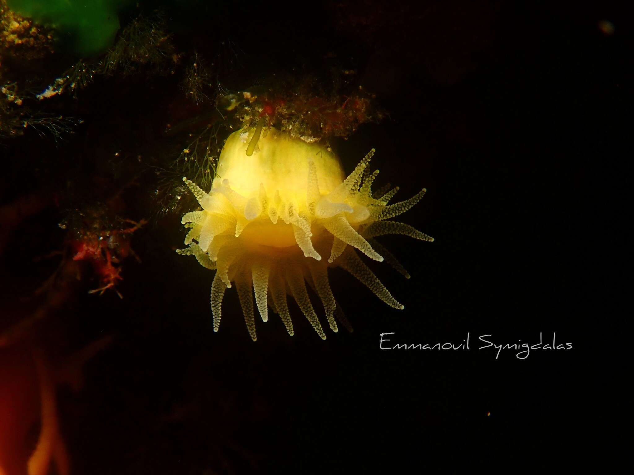 Image of Sunset cup coral