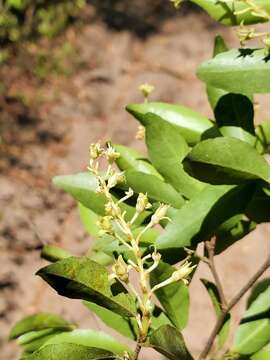 Image of Rinorea angustifolia (Thou.) Baill.