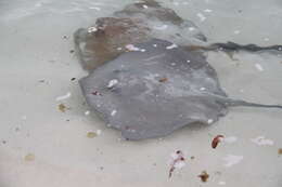 Image of Pink Whipray