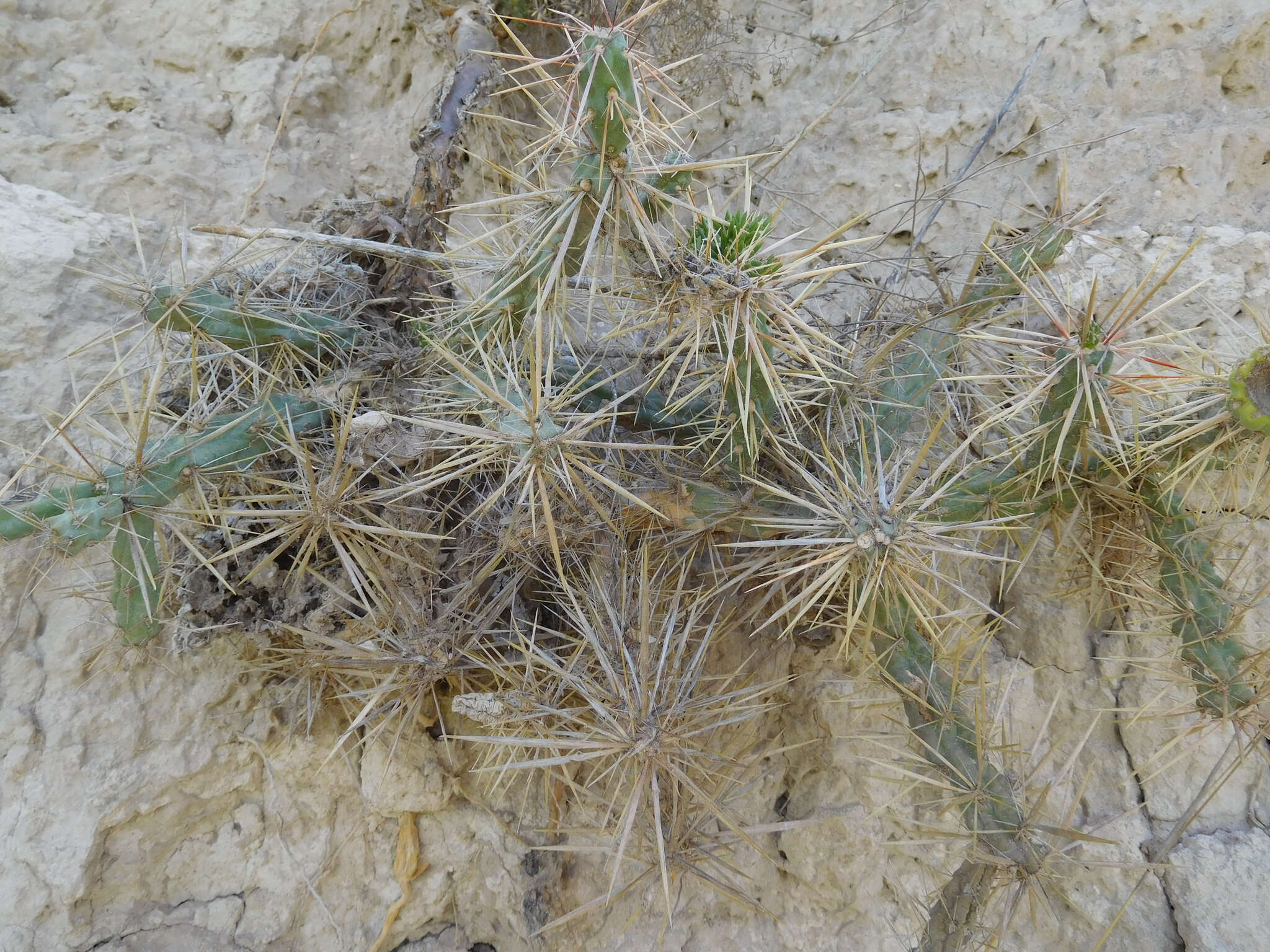 Image of thistle cholla