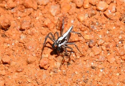 Image of Oxyopes tridens Brady 1964