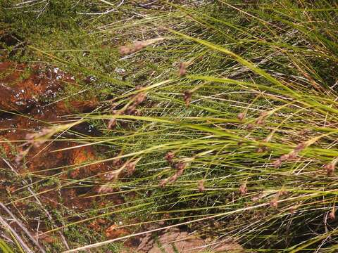 Image of claybank beaksedge