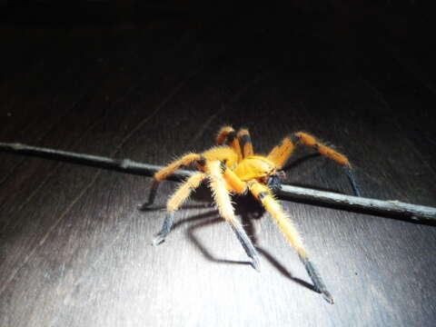 Image of Orange huntsman spider