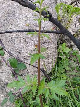 Image de Scrophularia sublyrata Brot.