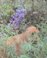 Image of Lupinus mexicanus Lag.