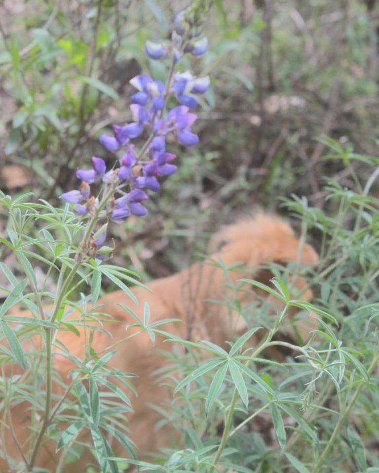 Image of Lupinus mexicanus Lag.